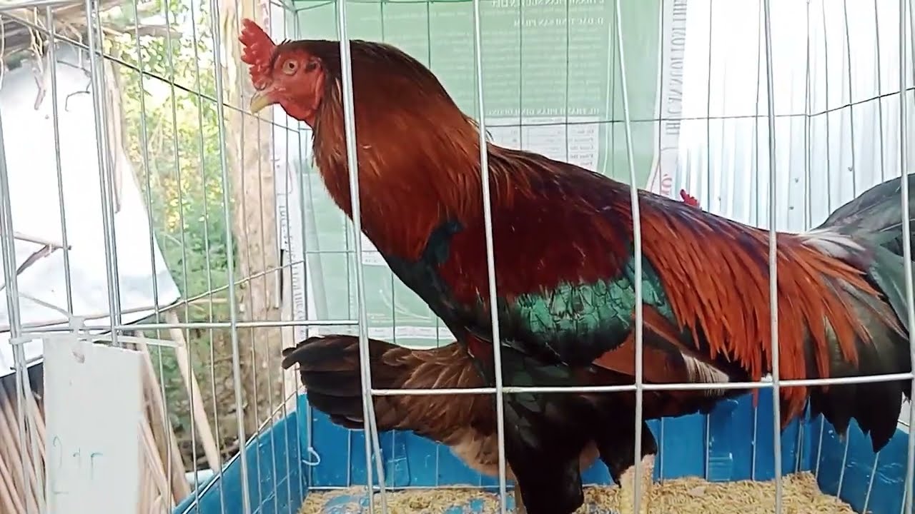 Lên Top Gà Chuẩn đẹp cho Ae Xem vuiLH☎️ 039.66.345.2017 tháng 1, 2026