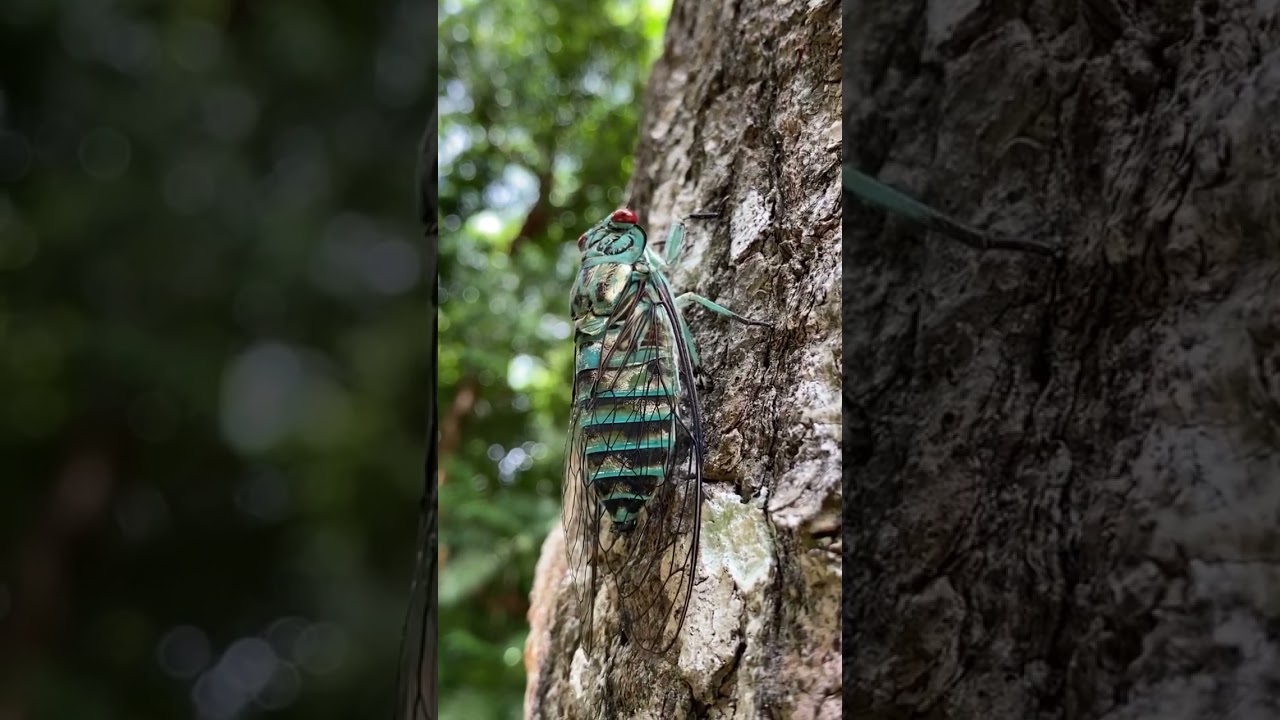 Sound of the cicada. Yaxha, Guatemala