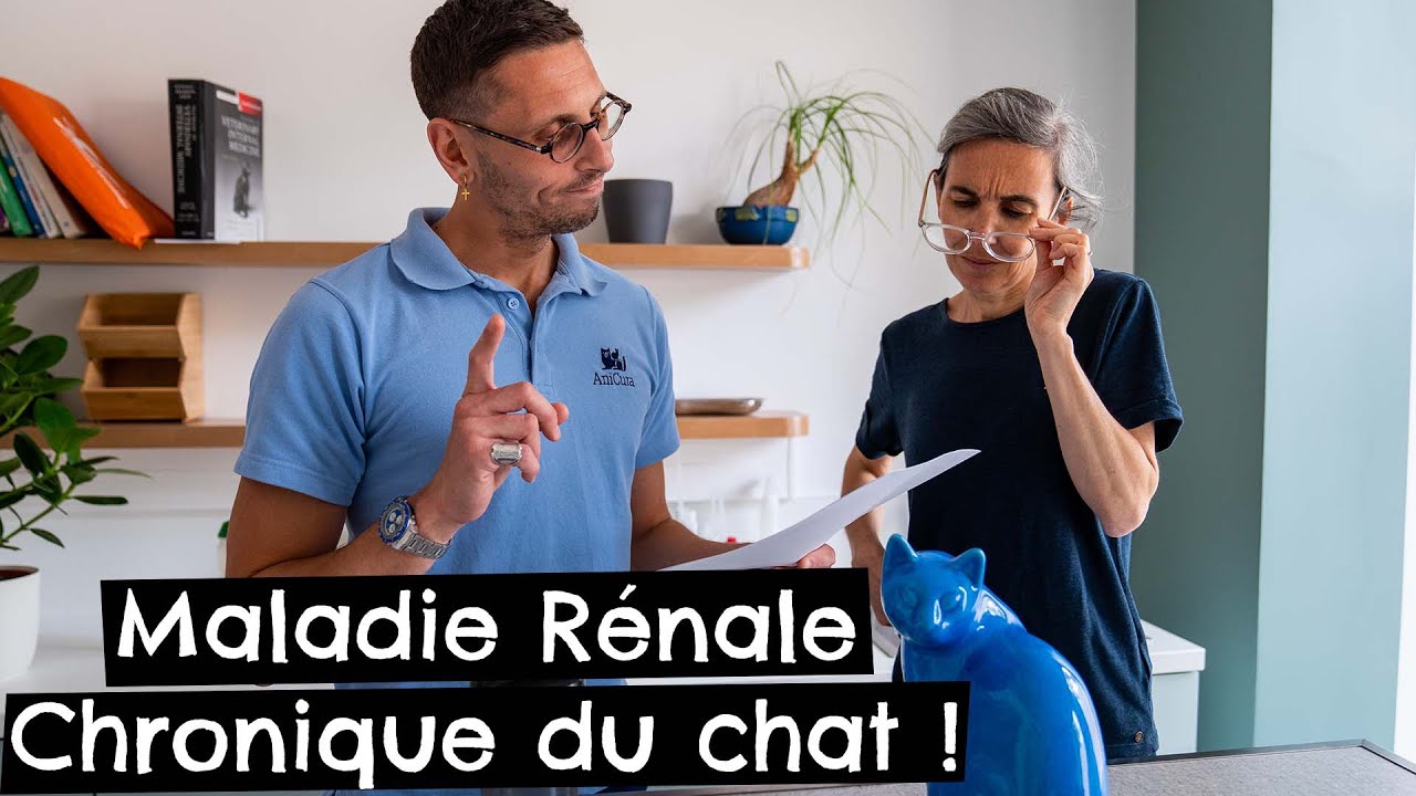L'insuffisance rénale du chat 🐱 #causes #signes #traitement