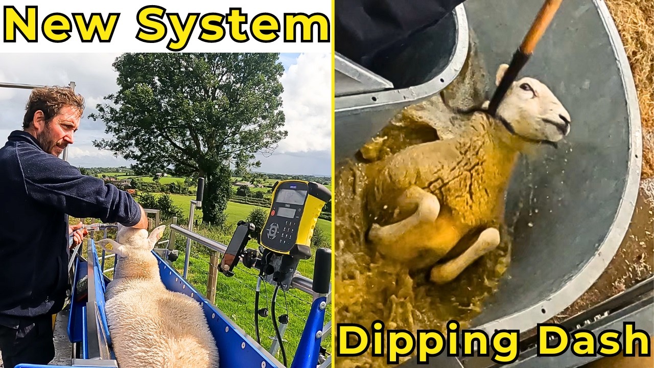New Handling System & Sheep Dipping Dash!                                    #farming #sheepfarming