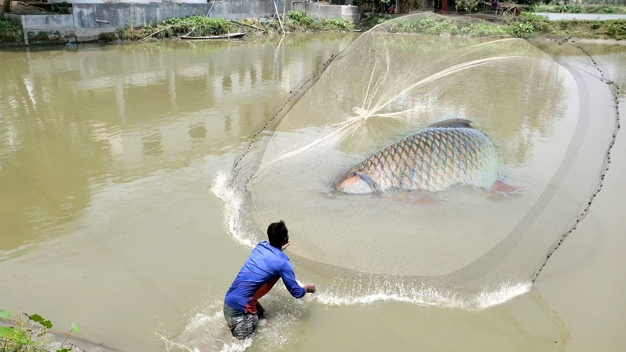 Big Fish Hunting By Cast Net | Traditional Net Fishing With Beautiful Nature