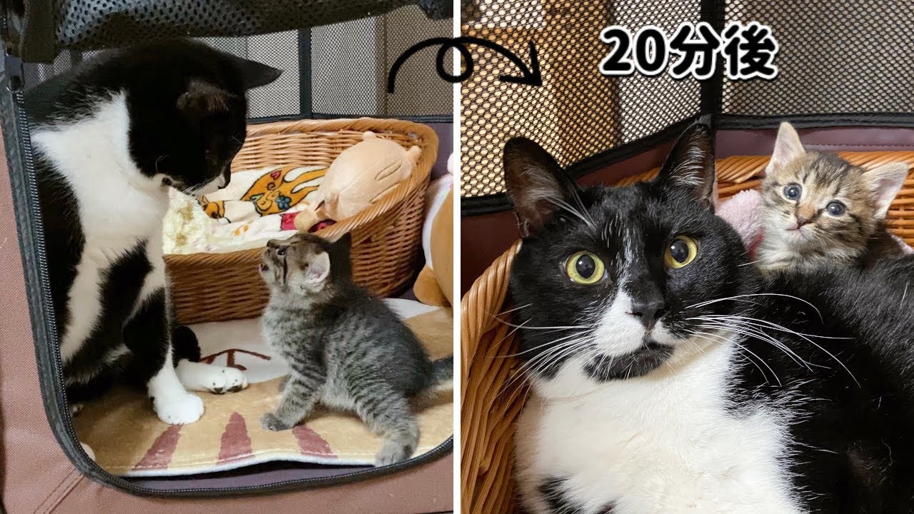 自分のお家に侵入され激怒する子猫～感動のラスト～【保護猫】