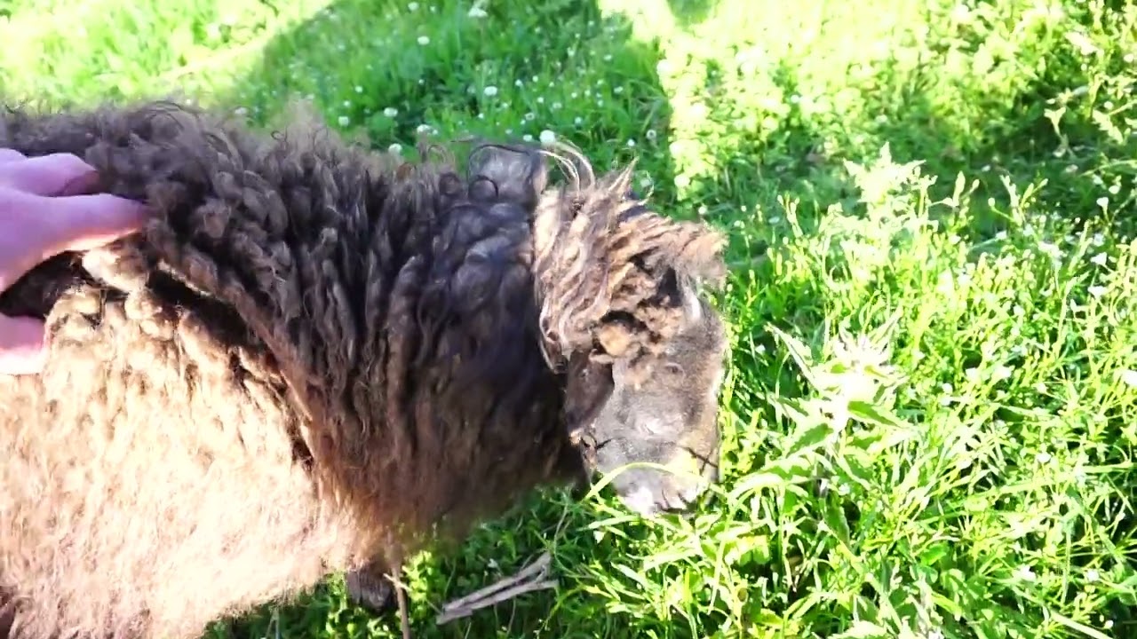 checking on the rare breed sheep