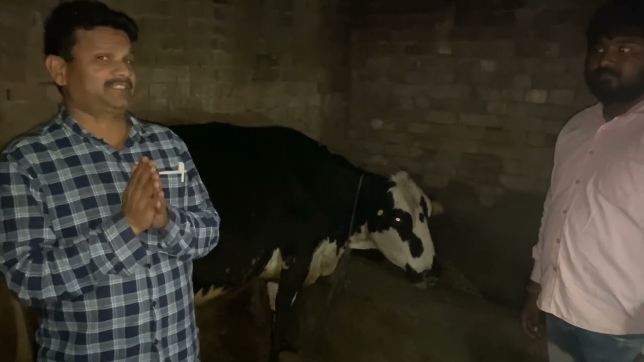 Hypoglycaemia l ketosis l Surra l dr Umar Khan