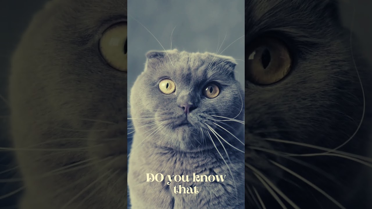 Cat Grooming Habits
