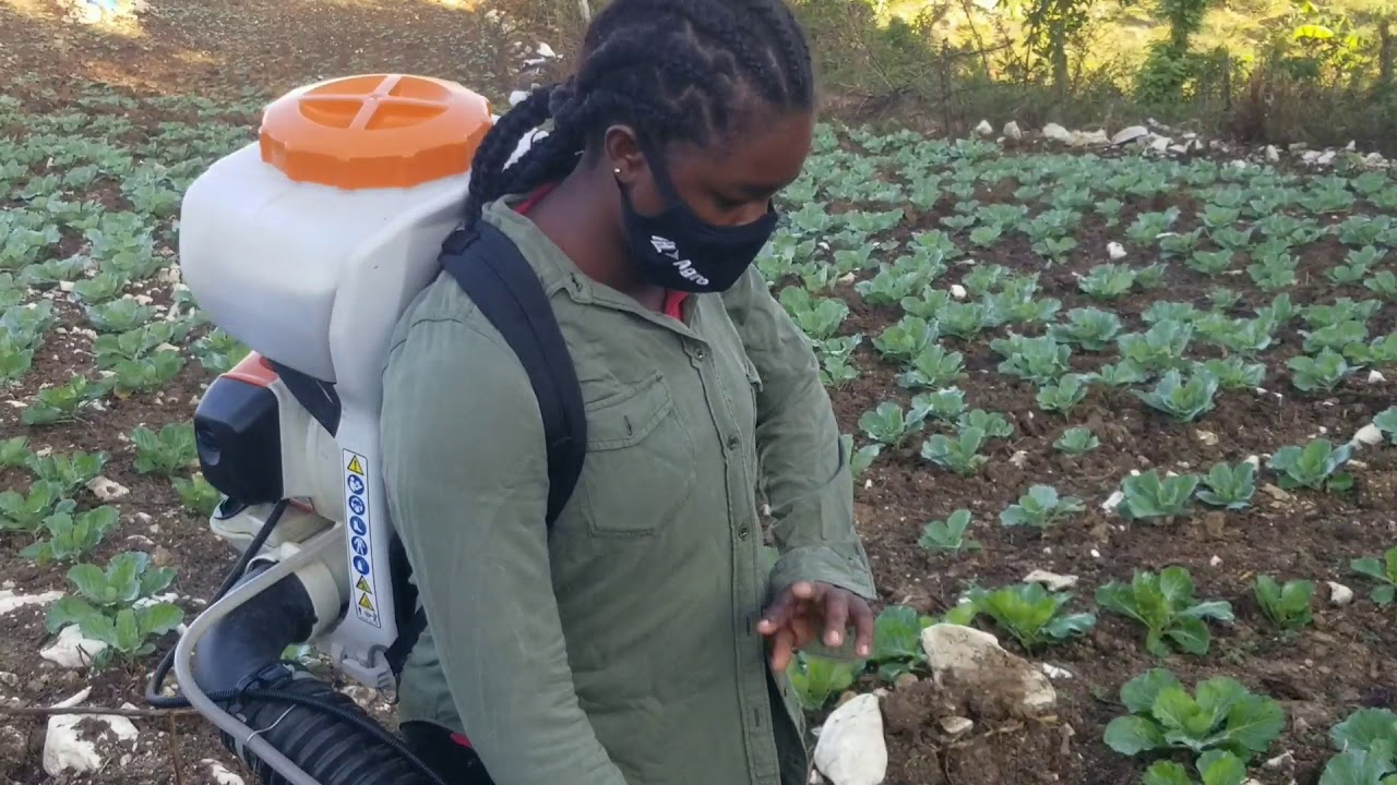 cabbage Treating