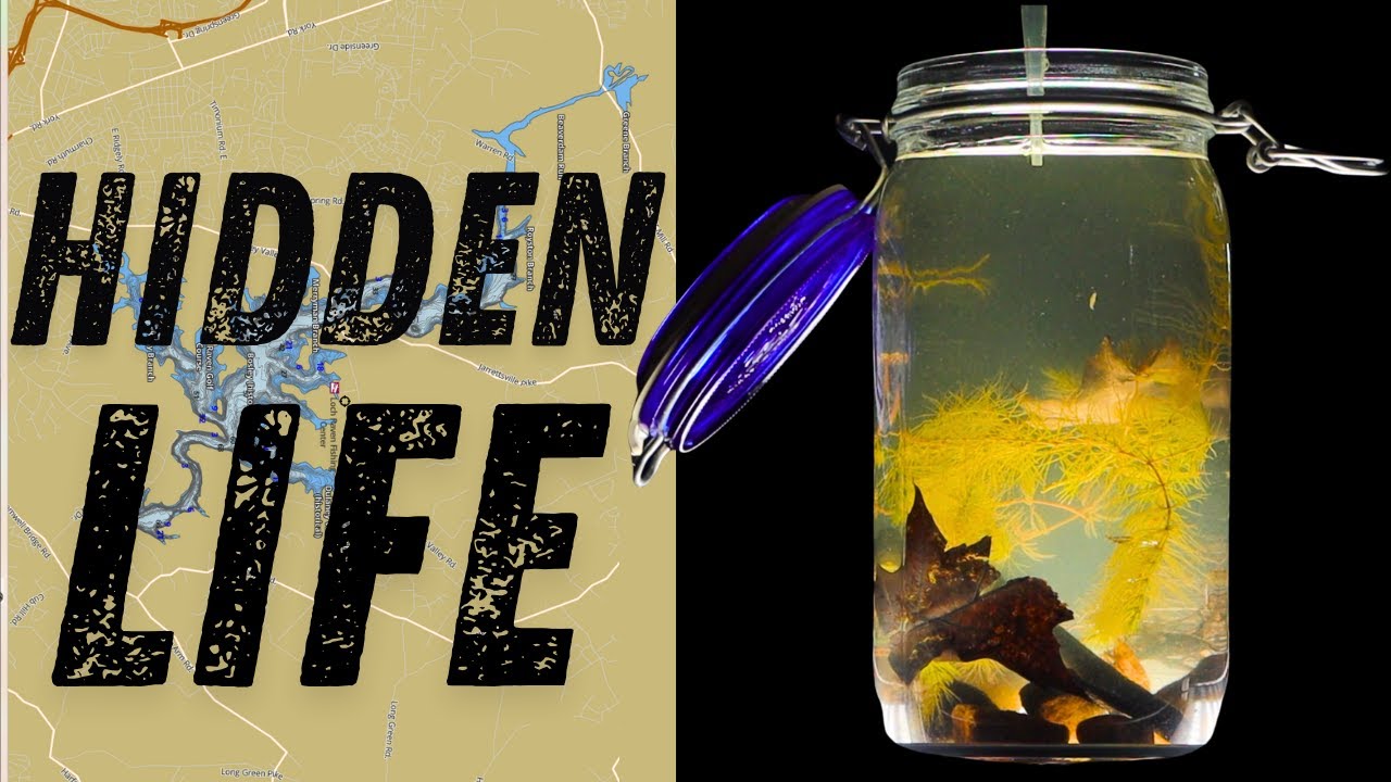 Witness the Hidden Life of Loch Raven — Captured in a Jar 🌿🫙