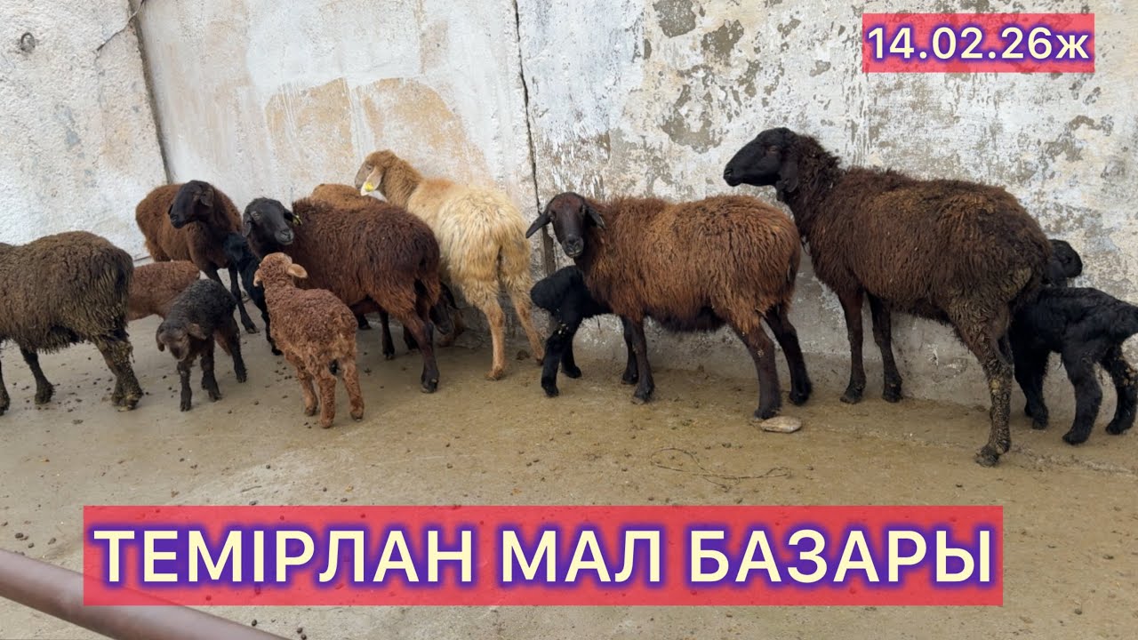 ТЕМІРЛАН МАЛ БАЗАРЫ 14.02.26ж