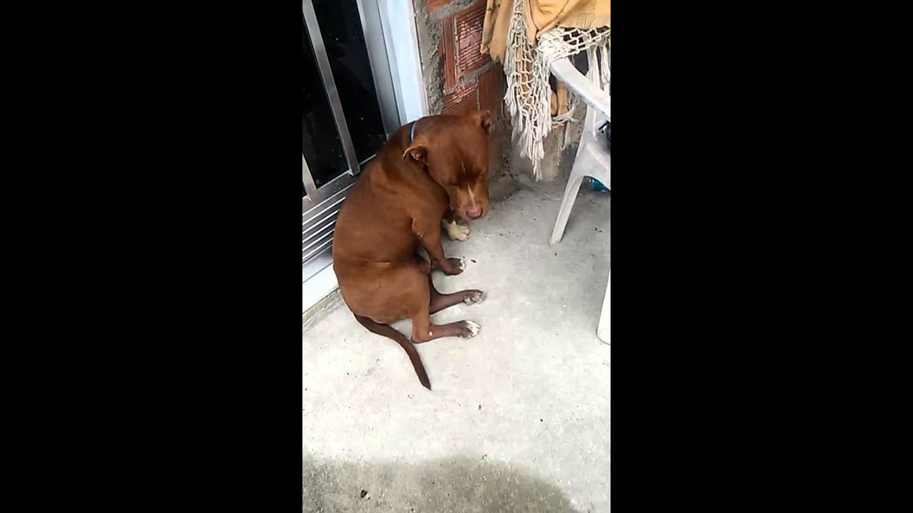 percival cachorro levando bronca