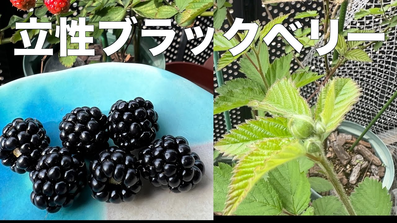 【ブラックベリー】育てやすさも味も最高の立性ブラックベリー