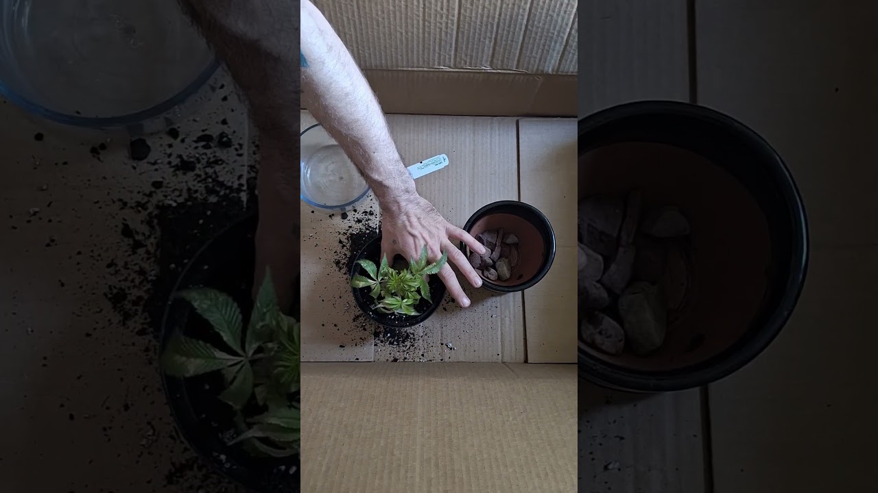 Growing weed in Las Vegas! #weed #420 #plants #growing #garden #gardening #entertainment
