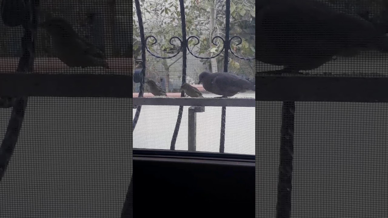 SEN BAŞKASIN..