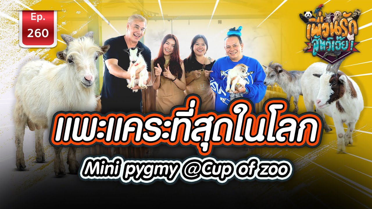 Mini pygmy แพะแคระที่สุดในโลก A Cup of Zoo I เพื่อนรักสัตว์เอ๊ย Ep.260