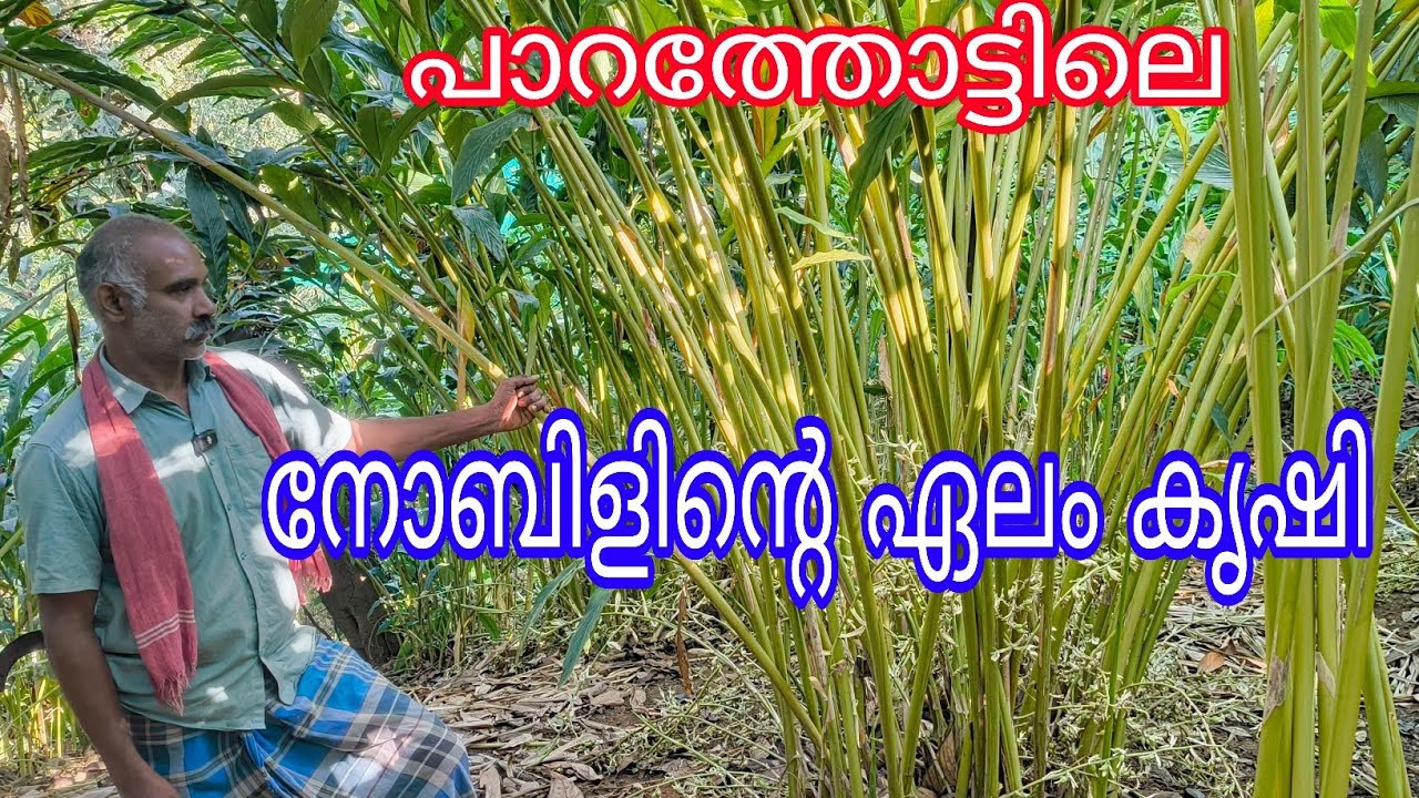 Cardamom Model Farm#Parathodu#Noble Ambazhathinkal