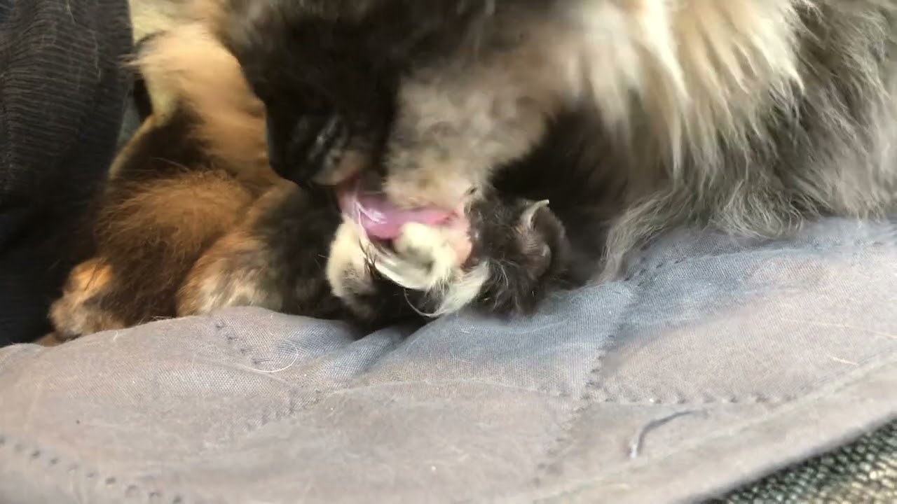 Cat licking paw and biting nails (ASMR). So what, some human bite nails too!