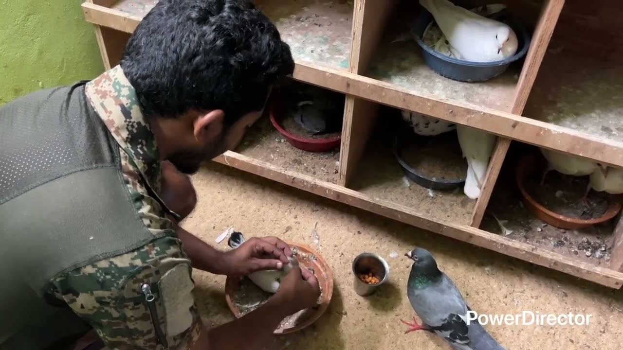 🕊️my loft my daily hubby and daily food and water feeding 🕊️❤️🕊️