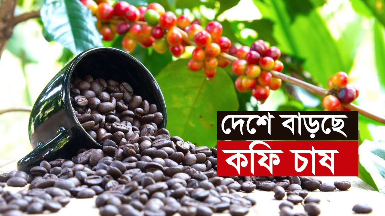 দেশে বাড়ছে কফি চাষ | Sherpur | Coffee | Production | Agriculture | Farmer
