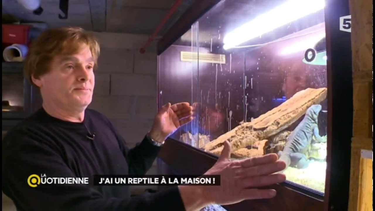 J'ai un reptile à la maison !