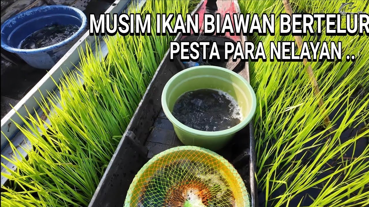 MOMENT TAHUNAN YANG DITUNGGU - TUNGGU PARA NELAYAN .. 😍😍 ..