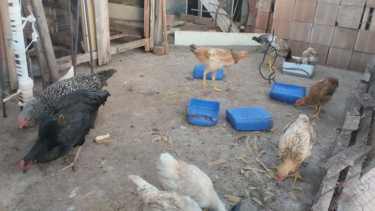 Tavuklara  sebze verdim vitamin 