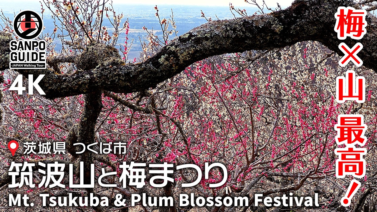 【筑波山登山】梅まつりも楽しむ春のハイキング｜茨城散歩