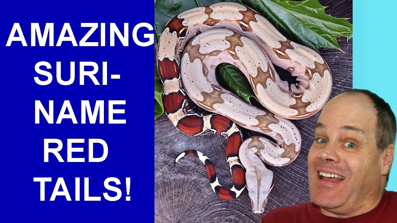 Suriname Red Tail Boa Constrictor SPECTACULAR!