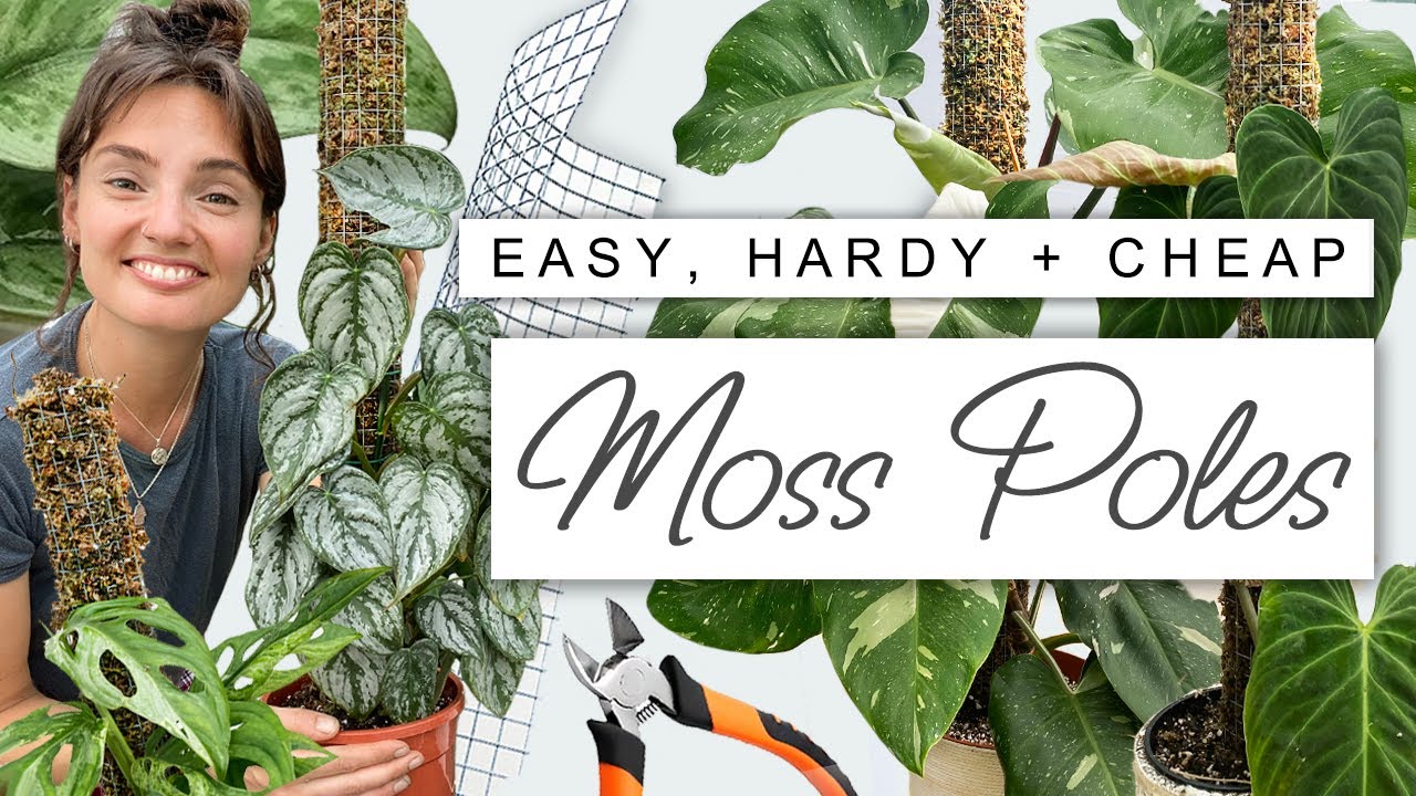 DIY Moss Pole for HUGE Growth 🌿 How To Make an Easy + Effective Moss Pole For Houseplants