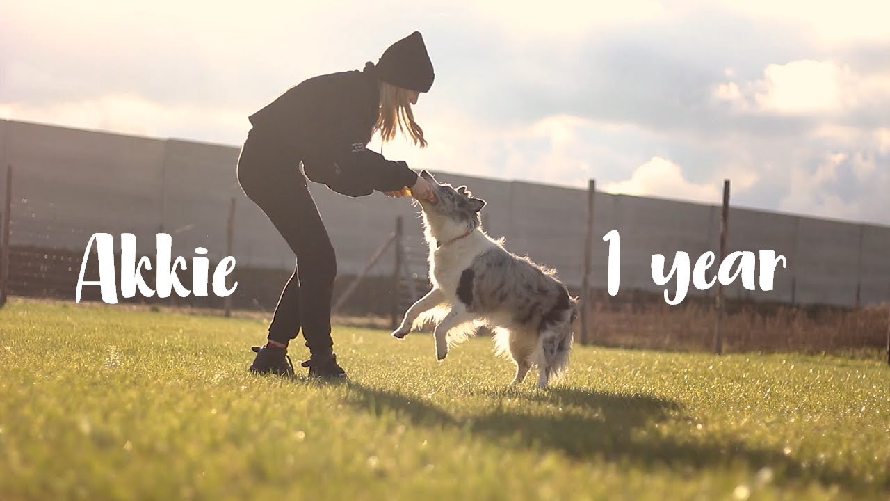 Akkie Border Collie - 1 year