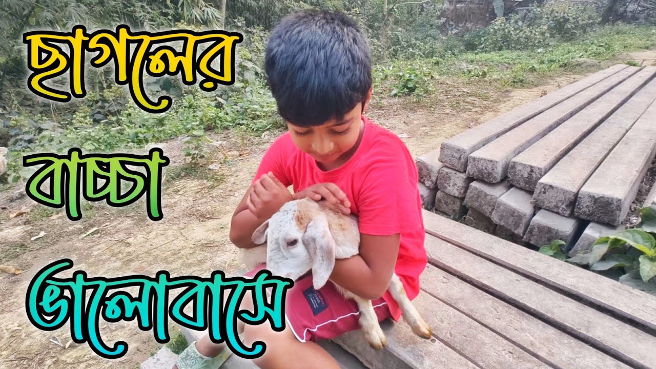 ছাগলের বাচ্চা ভালোবাসে || K Mehedi Vlog 