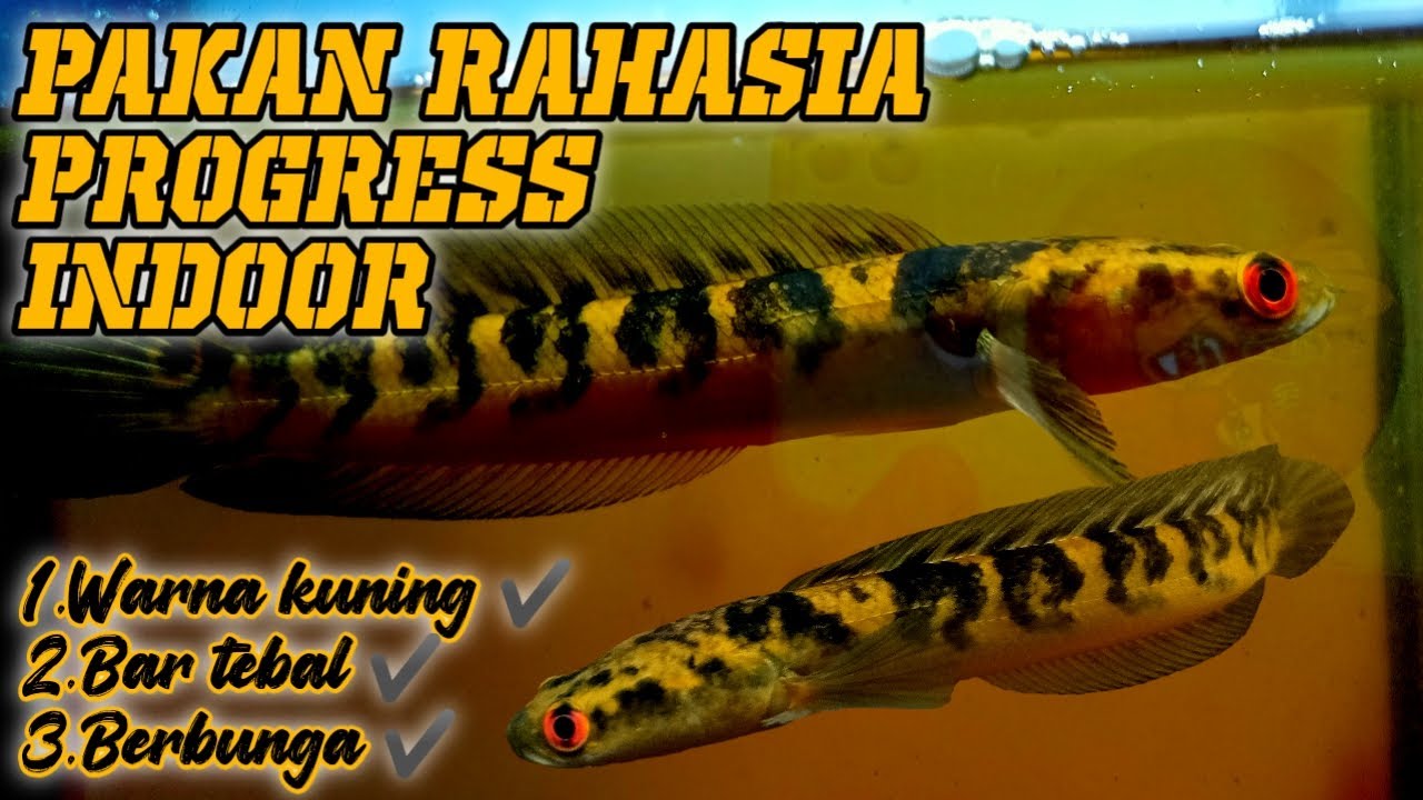 Treatment channa maru indoor. progres bunga dan warna . ini hasilnya!!!