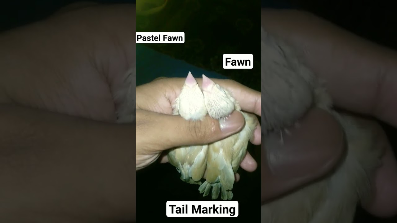 Difference between Fawn & Pastel Fawn Java || Living.Like.A.Bird