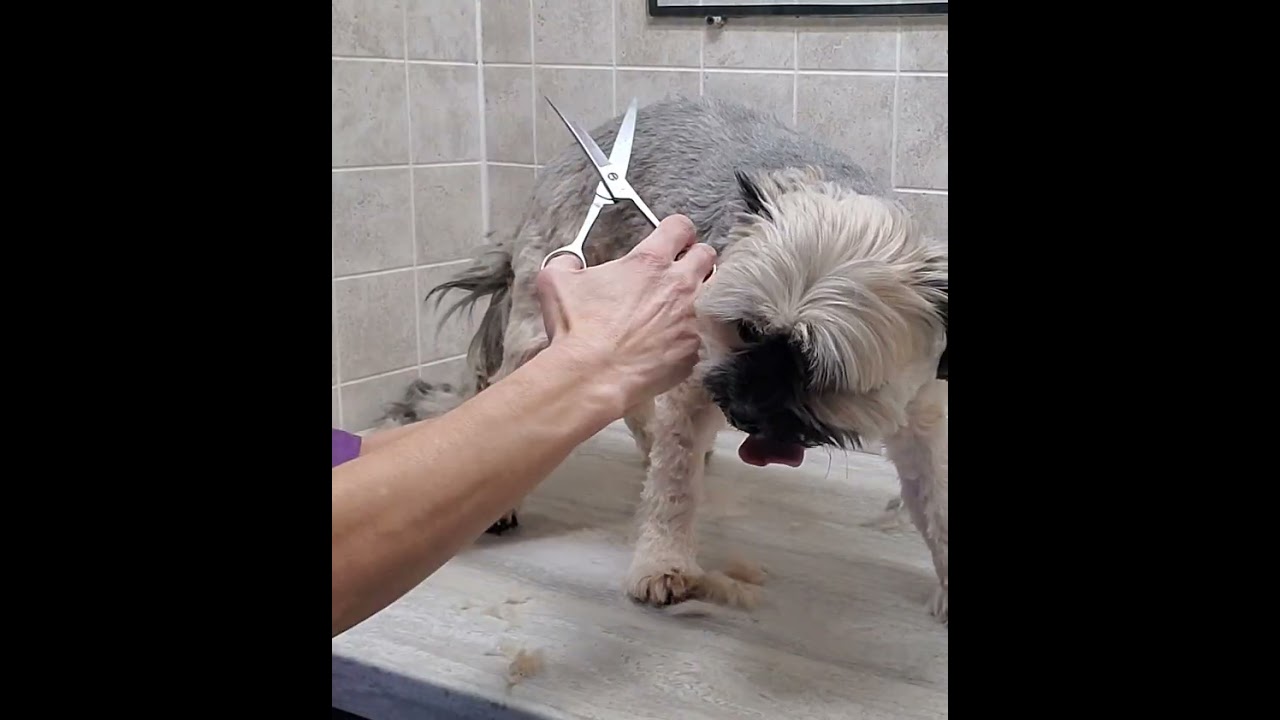 Shih-Tzu/Pom dog breed full groom, anxious/fidgety, dog grooming without restraints