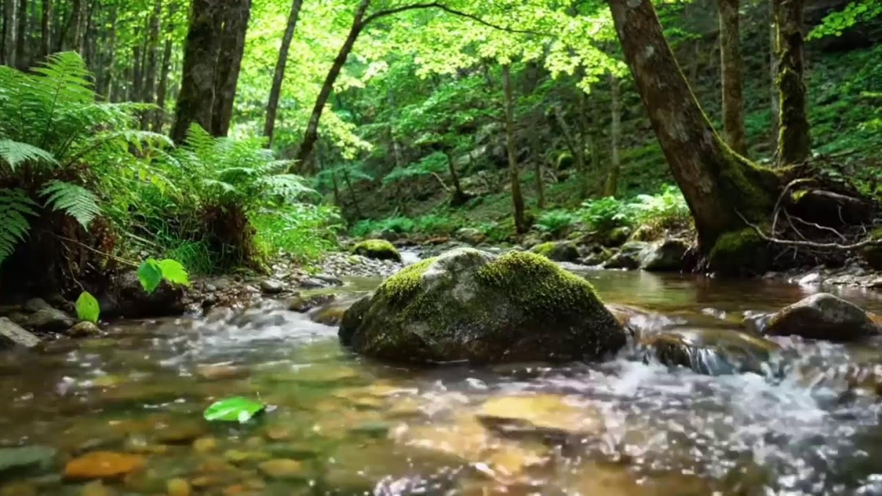 🌿 Forest River Flow | 10 Hours of Deep Sleep & Study Sounds (No Music)