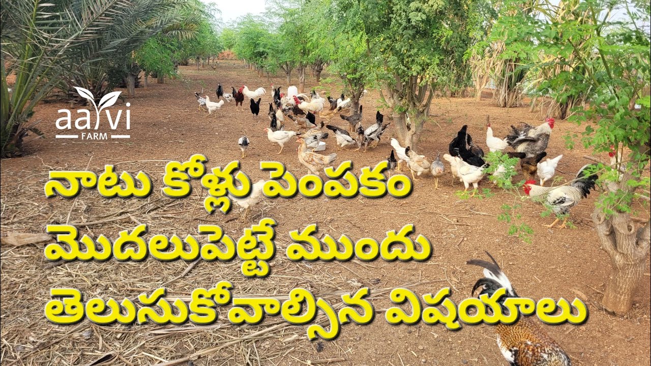 దేశీ నాటుకోడి పెంపకం: తప్పక తెలుసుకోవాల్సిన విషయాలు | Native Country Chicken Free Range Farming