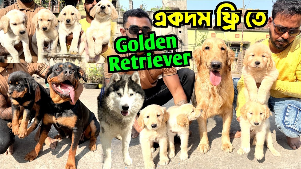 একদম ফ্রি তে Golden Retriever নিন! Dog Market in Kolkata Price. Kolkata Dog Market.