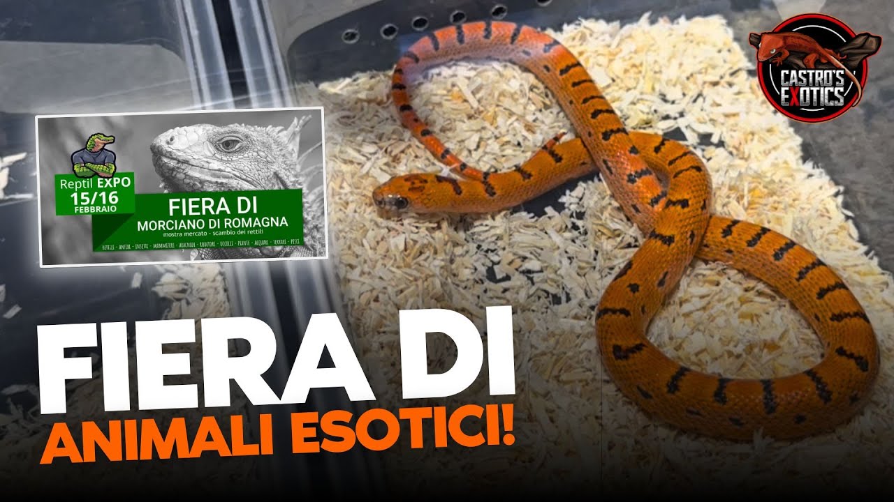 TI MOSTRO UNA FIERA DI ANIMALI ESOTICI e i NUOVI ARRIVI! I ReptilExpo Morciano 2025