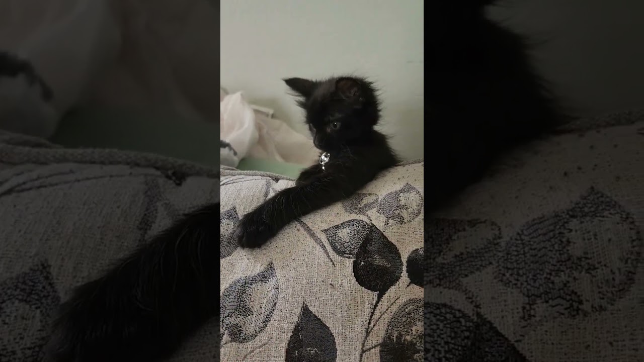 Wild panther stalks big game