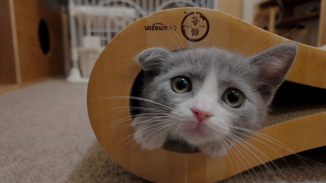 最初のプレゼント