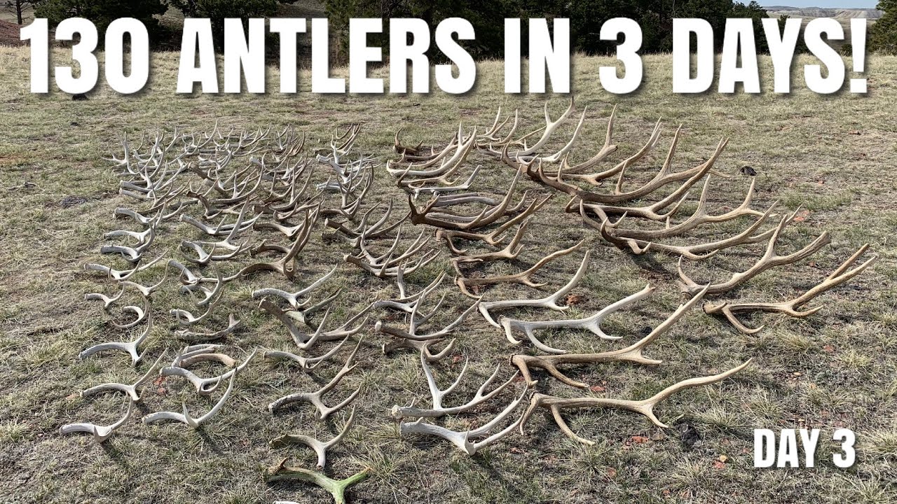 130 ANTLERS IN 3 DAYS | SHED HUNTING 2021