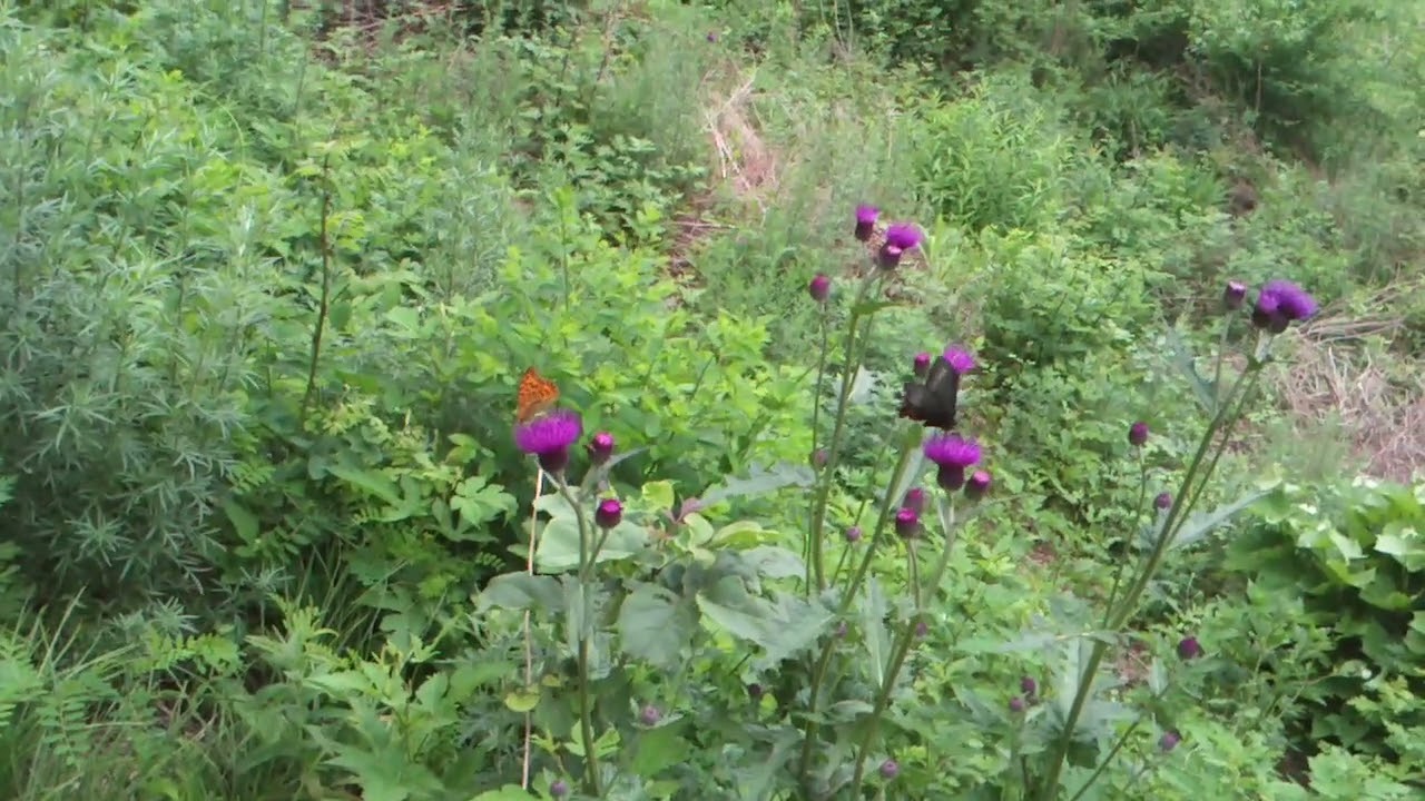the sounds of nature