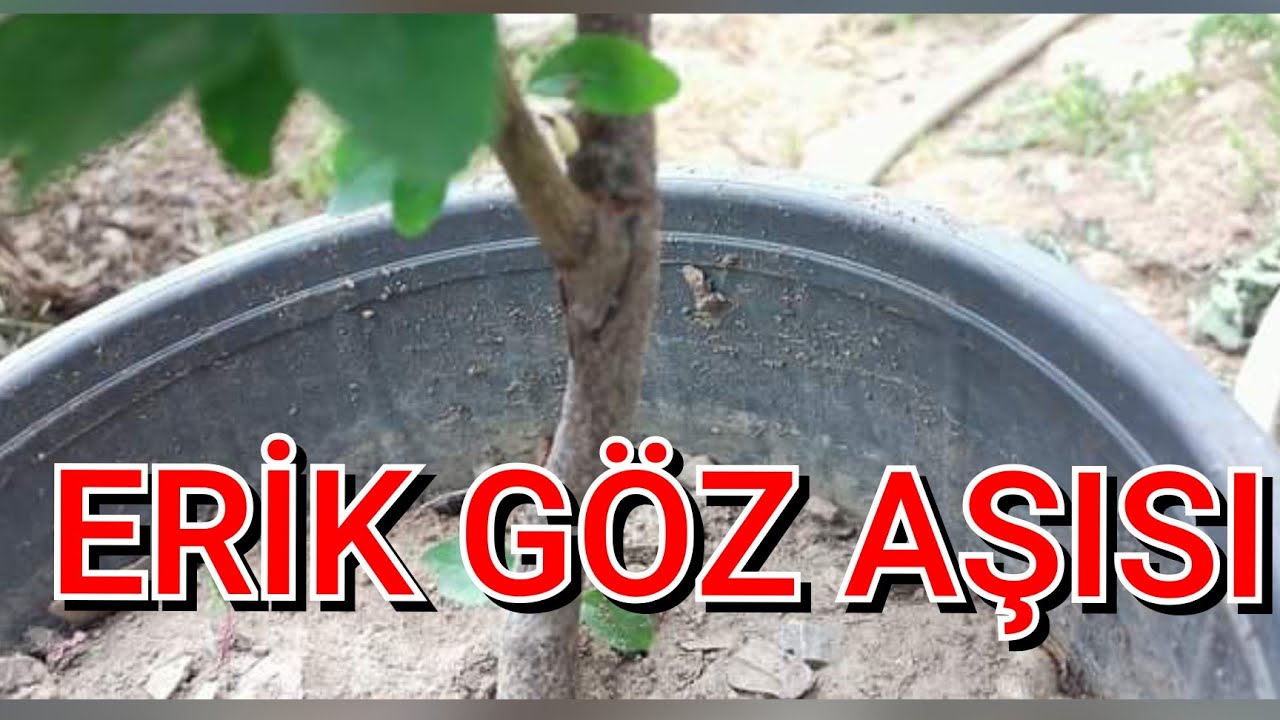 PAPAZ ERİĞİ GÖZ AŞISI NASIL YAPILIR. Erik yongalı t göz aşısı nasıl yapılır. #aşılama #erik 