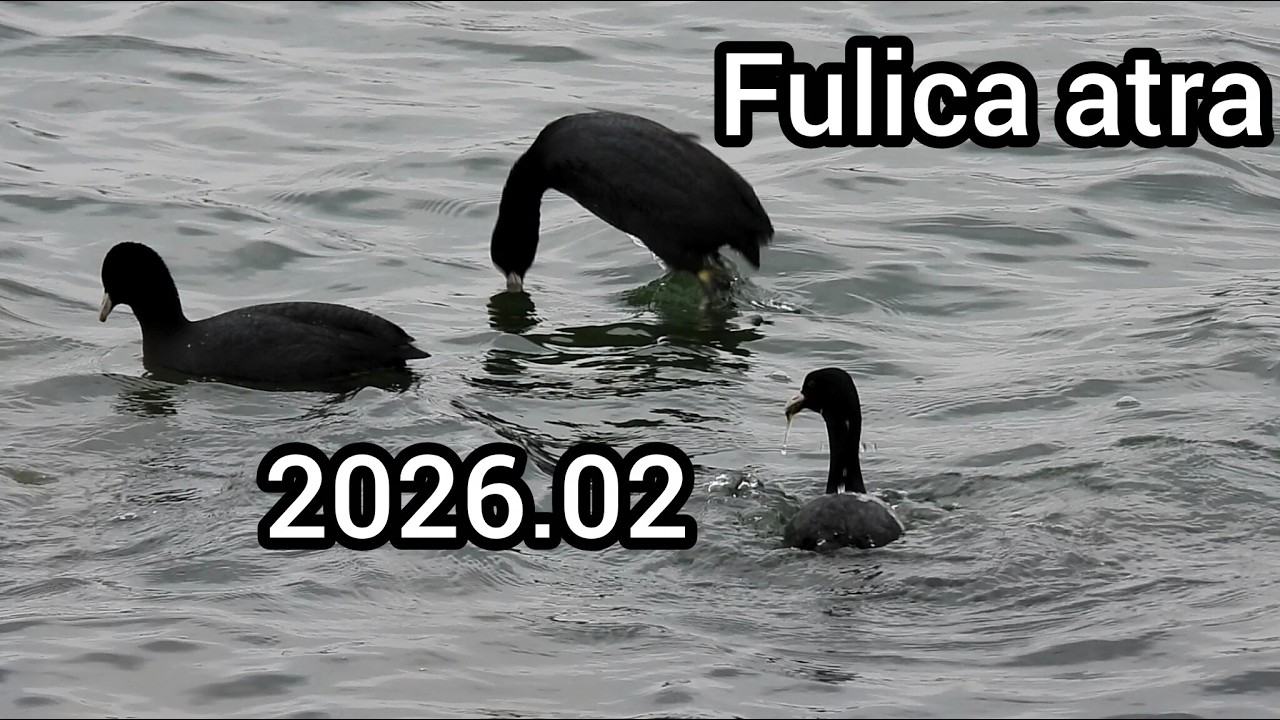 オオバン (Fulica atra) / Eurasian coot / 公園のカモ / 2026年2月