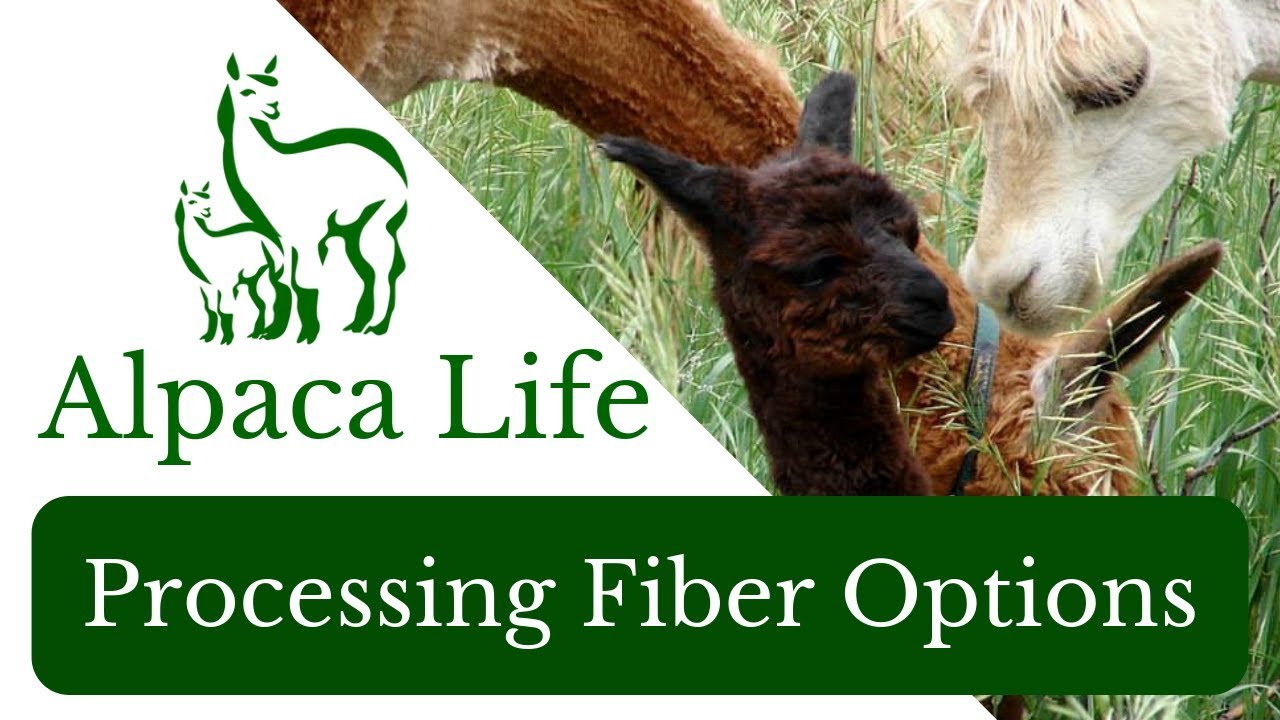 Options for Processing Your Alpaca Fiber ~ ALPACA LIFE