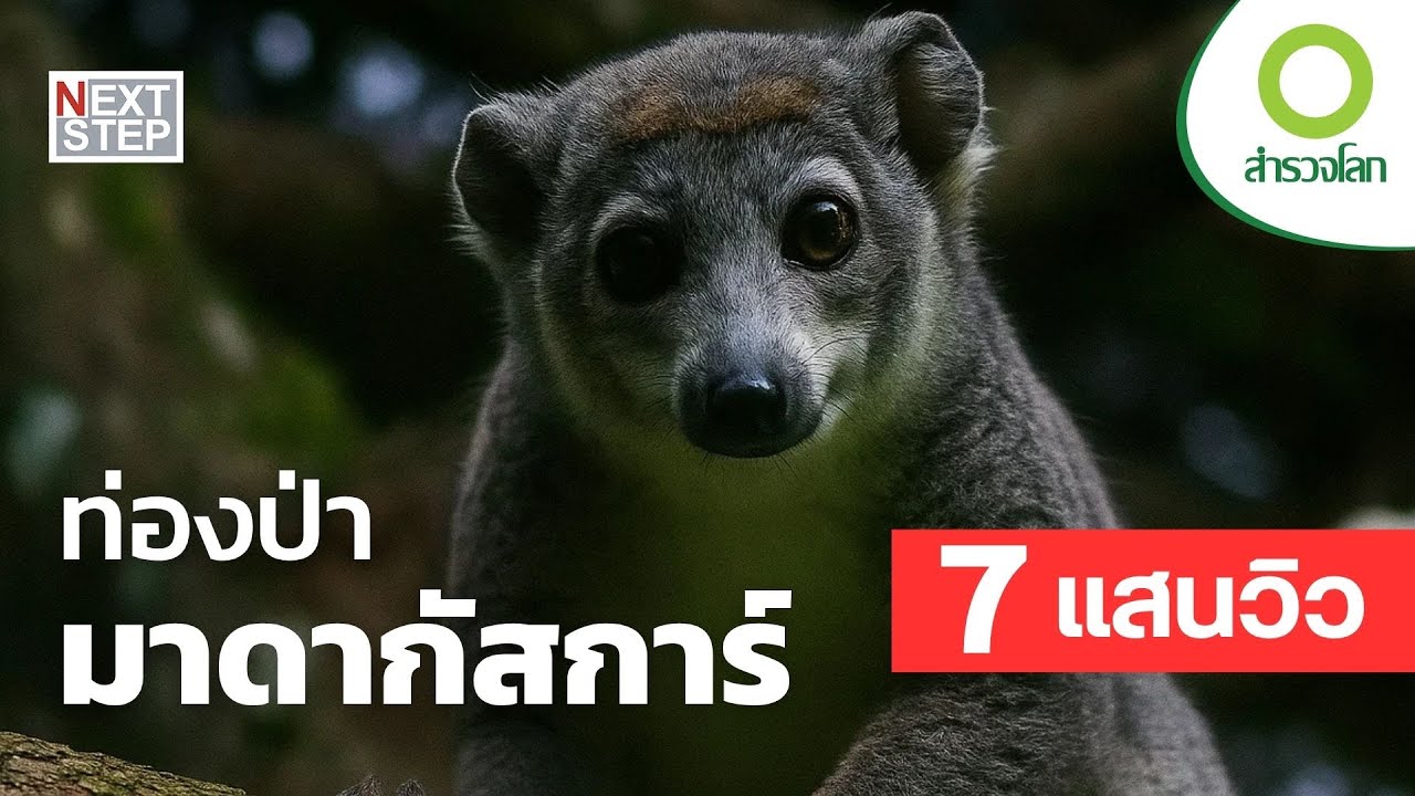 ท่องป่ามาดากัสการ์ | สารคดี สำรวจโลก