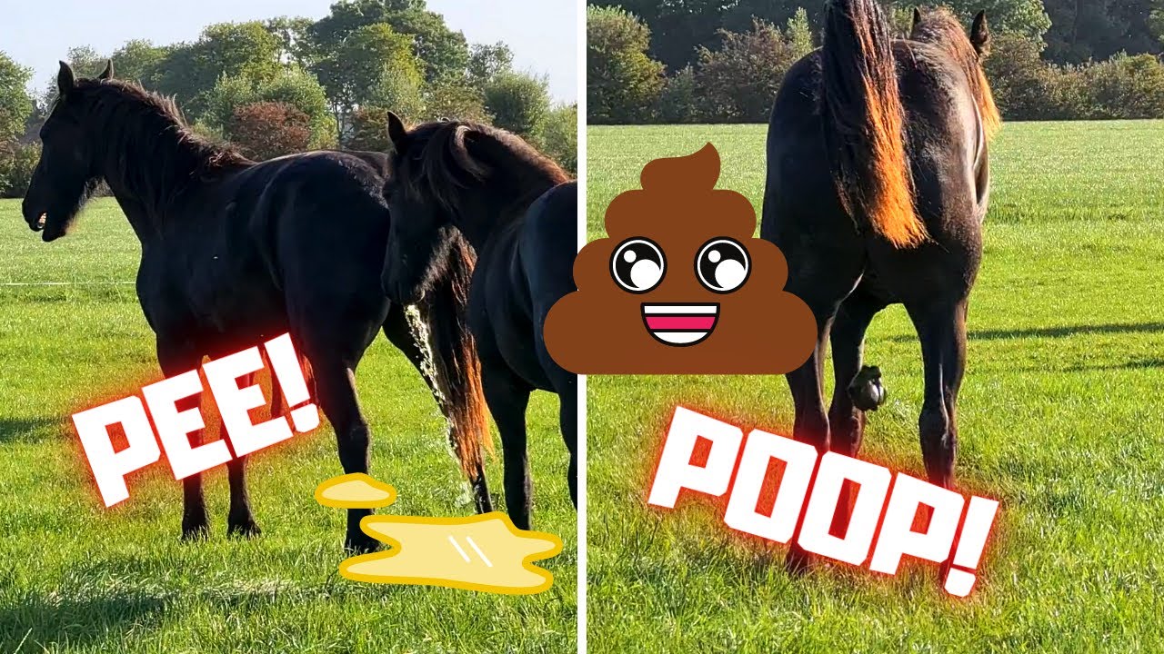 Pee and Poop💩 Where do the Friesian horses do that.