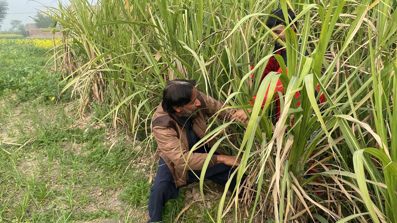 Funny Video|| Fun|| village Vlog||