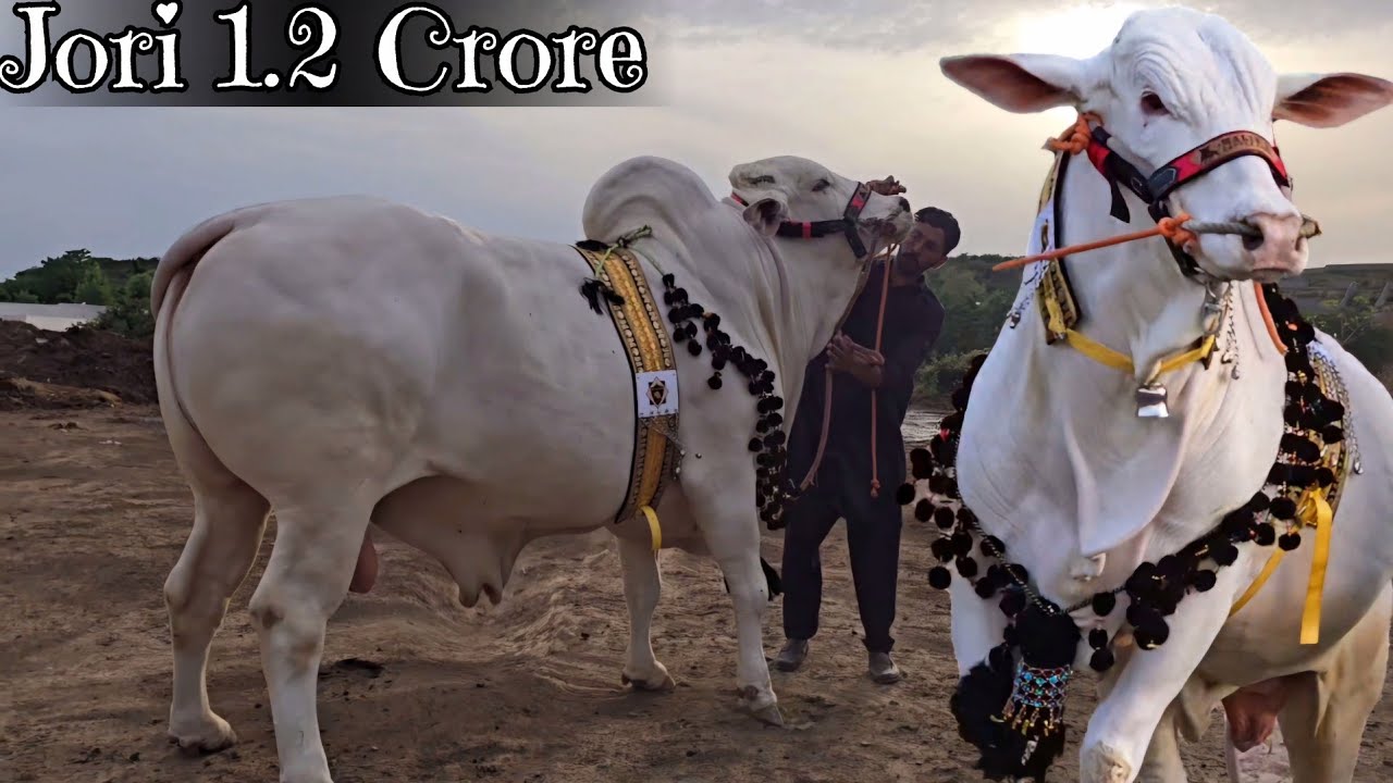 Malik's Cattle Farm D13 - Nukron Kee Janat- Dangerous Bulls - Fateh Jang Bulls 2024-Bakra Mandi 2024
