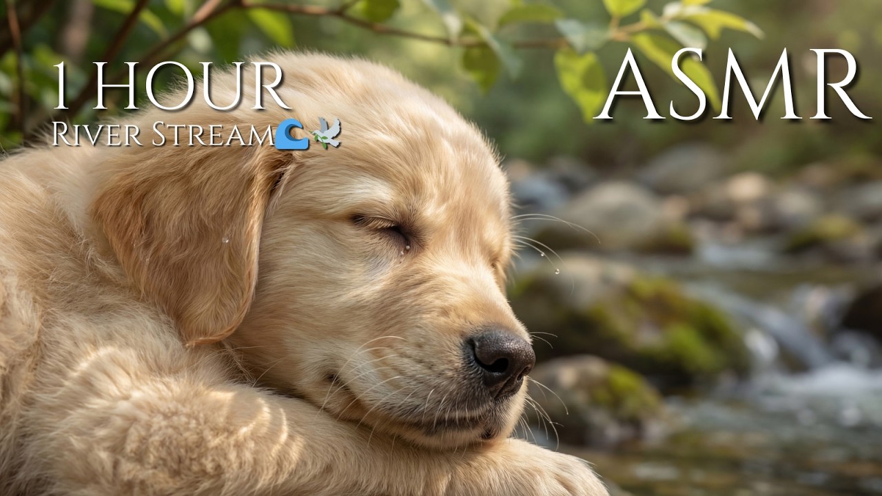 🐶 Golden Retriever Sleeping ASMR 🌙 Riverside Serenity & Gentle Stream 🌊 (No Talking, 1 Hour)