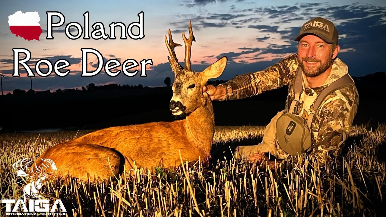 20 bucks in 5 days! Poland Roe Deer Rut Hunt!