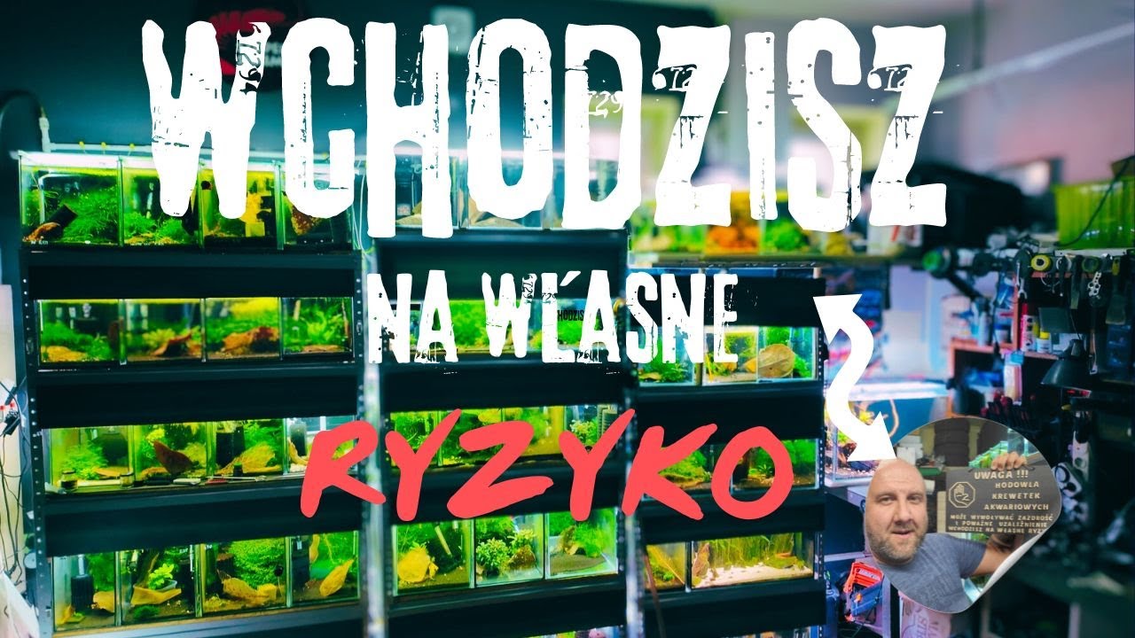HODOWLA BEZ TAJEMNIC: nowe akwaria / mega prezent od widza / sulawesi i moje stada krewetkowe